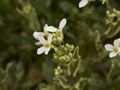 Arabis caucasica Variegata-2 Gęsiówka kaukazka